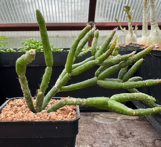 RHIPSALIS SUKULENTS  5CM PODS
